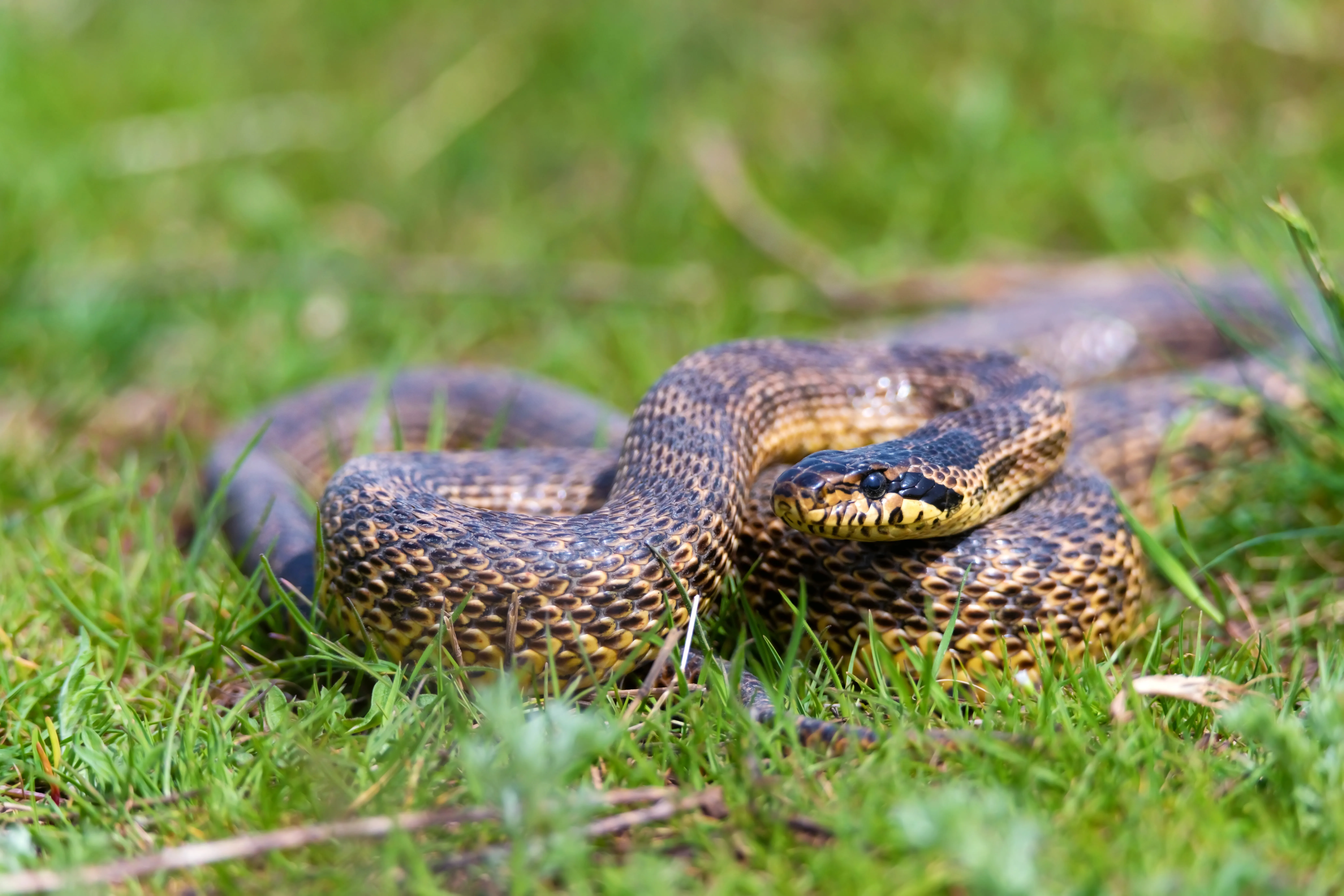 Snake Removal